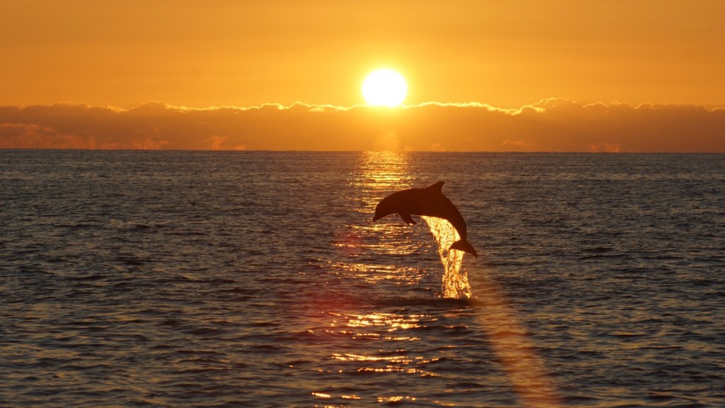 sunset with dolphin jumping out of thew water 